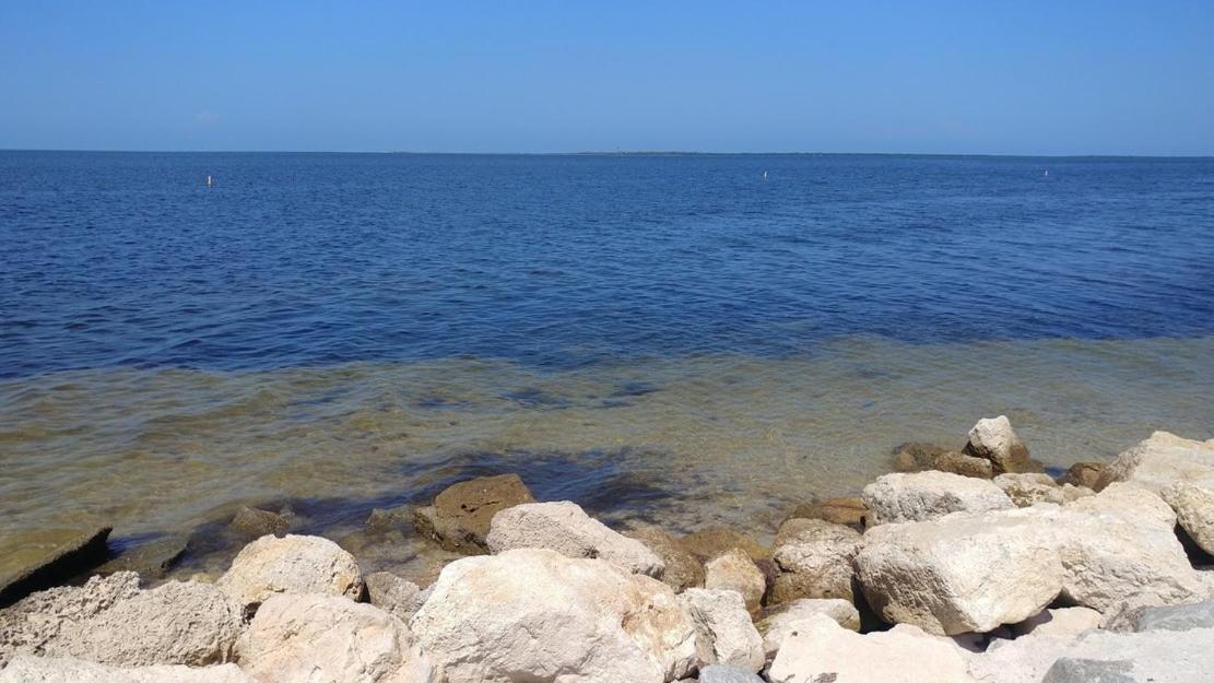 Walk Everywhere! 1-Bedroom Gem In Downtown Hub New Port Richey Extérieur photo